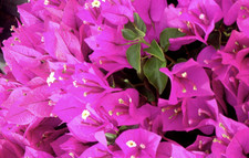 Bougainvillea royal purple for sale  BECCLES