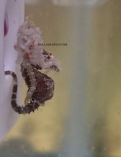 Male dwarf seahorse for sale  Mount Pleasant
