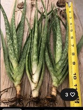 Aloe vera live for sale  Bloomingdale