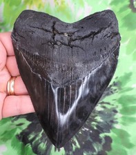 Dente squalo megalodonte usato  Spedire a Italy
