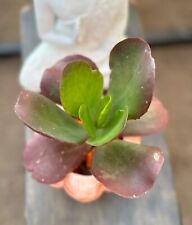 Succulent cute carrot for sale  Henderson