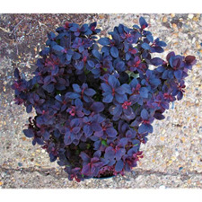 Gal. concorde barberry for sale  Miami
