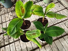 pianta banano montagna usato pianta banano montagna usato Foligno