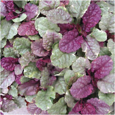 Ajuga sugar plum for sale  LINCOLN