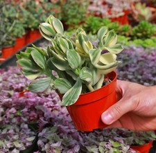 Variegated jade live for sale  San Diego