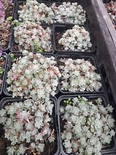 Sedum spathulifolium capo gebraucht kaufen  Mönchengladbach