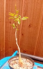 Cyphostemma elephantopus. choi for sale  CHESTER