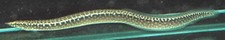Galaxy loach live for sale  Marysville