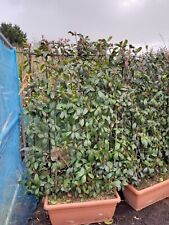 Red robin screen for sale  EGHAM