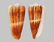 Conus magus sp. d'occasion Conus magus sp. d'occasion  Sète
