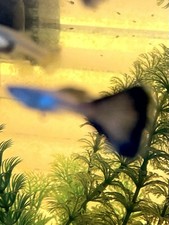 Plus fancy guppy for sale  West Palm Beach