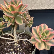 Aeonium florescens succulente d'occasion  Montpellier-