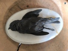 Ancien bronze oiseau d'occasion  Pégomas