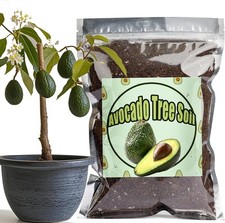Organic avocado tree for sale  New York