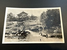 australian black swans for sale australian black swans for sale Lititz