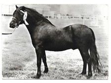 Chevaux poney dartmeor d'occasion  France