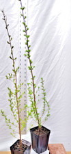 Tamarack eastern larch d'occasion  Expédié en Belgium