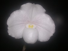 Paphiopedilum niveum blütte gebraucht kaufen  Ludwigshafen am Rhein