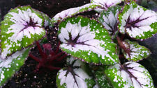 Begonia rex purple for sale  BARNSLEY