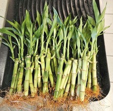 Lucky bamboo plants for sale  Sugar Land