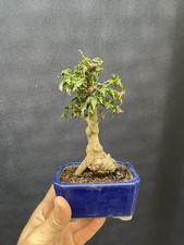 Shishigashira japanese maple for sale  Wallkill