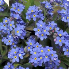 1kg forget blue for sale  READING