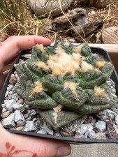 Ariocarpus suratus own usato  Valdastico