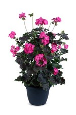 Geranium climbing tall for sale  Winthrop