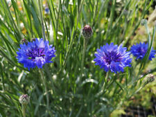 Kornblume blau samen gebraucht kaufen  Öhringen