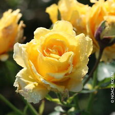 Kletterrose sommergold leuchte gebraucht kaufen  Deutschland