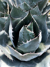 Agave parrasana pianta usato  Napoli