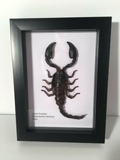 Forest scorpion box for sale  POOLE