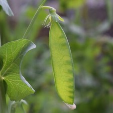 Pea seeds oregon for sale  Hallandale