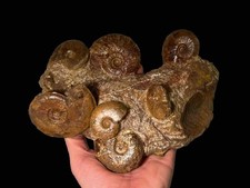 ammonite deroulee d'occasion  Les Abrets