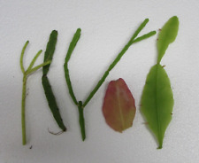 Different rhipsalis cuttings for sale  Sarasota