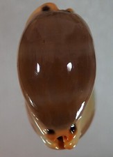 Cypraea lurida dalmatia usato  Italia