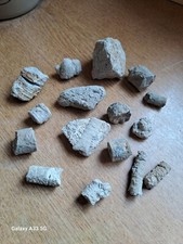 Nice lot crinoid for sale  NOTTINGHAM