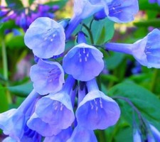 Virginia bluebells root for sale  Russell