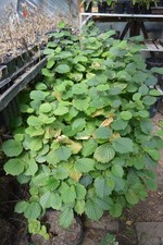 Cobnut trees for sale  HUNTINGDON