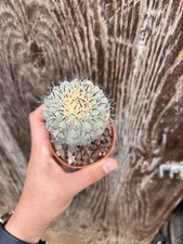 Copiapoa cinera pianta usato  Mazara del Vallo