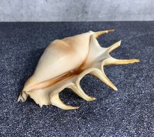 Large spider conch for sale  Grand Rapids