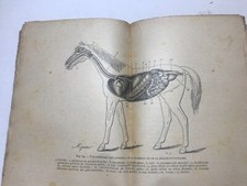 Examen cheval étude d'occasion  Aubagne