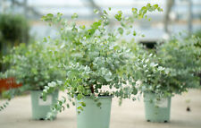 Eucalyptus gunni gunnii gebraucht kaufen  Goch