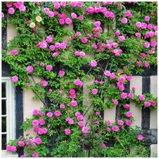 Rosa zephirine drouhin for sale  NEWTOWNARDS