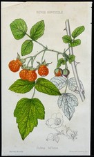 1855 murier rubus d'occasion  France