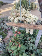 Burro tail donkey for sale  Whittier