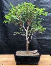 Jaboticaba bonsai tree for sale  Patchogue