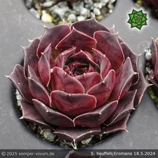 Sempervivum eromano donarsbart gebraucht kaufen  Drachselsried
