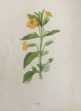 Musk antique garden for sale  TORRINGTON