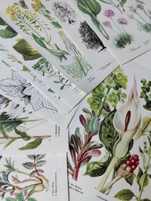 Botanical flower floral for sale  BIRKENHEAD